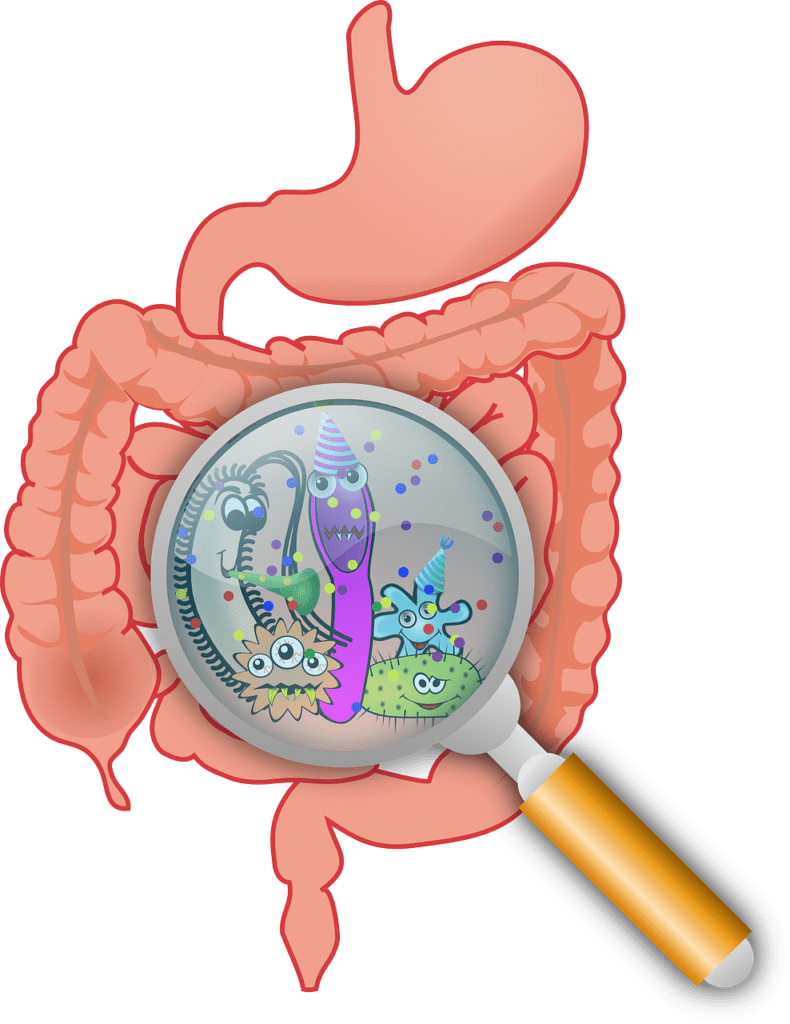 good bacteria in the gut